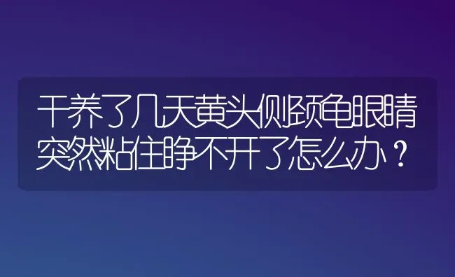 干养了几天黄头侧颈龟眼睛突然粘住睁不开了怎么办？ | 动物养殖问答