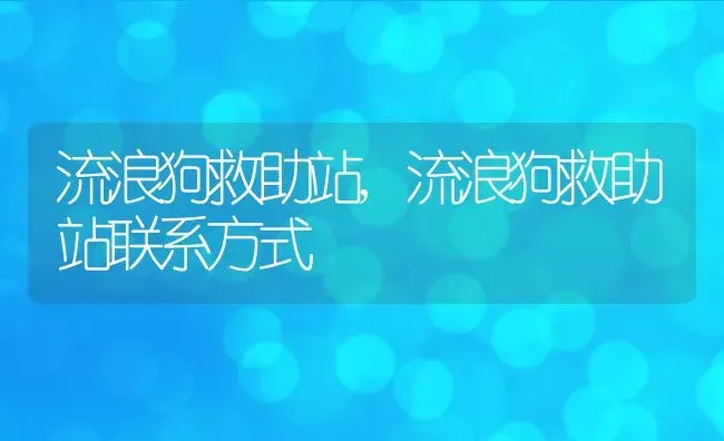 流浪狗救助站,流浪狗救助站联系方式 | 宠物百科知识