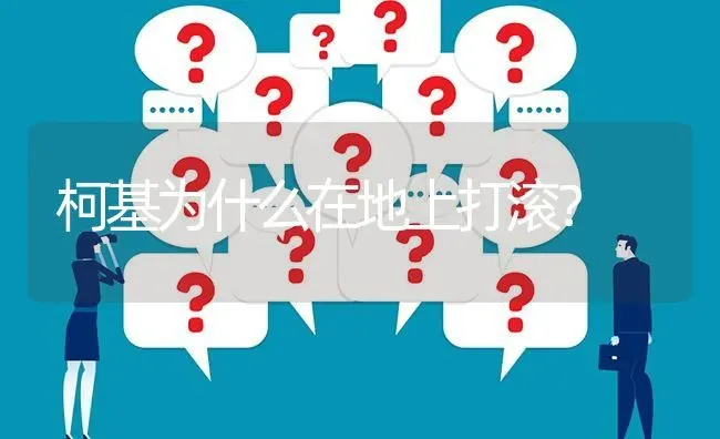 柯基为什么在地上打滚？ | 动物养殖问答