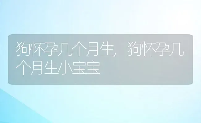 狗怀孕几个月生,狗怀孕几个月生小宝宝 | 宠物百科知识