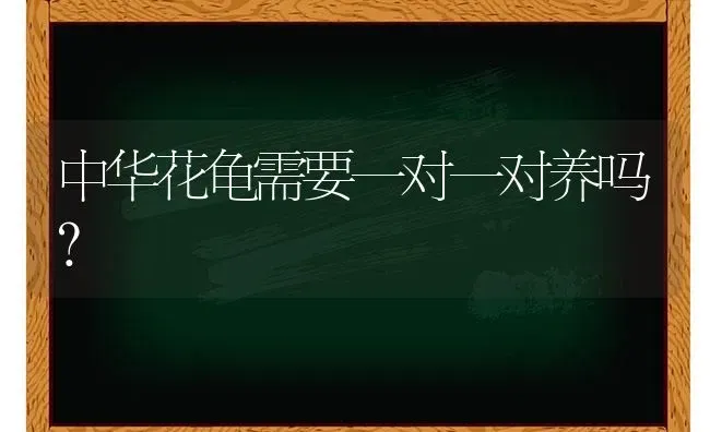 中华花龟需要一对一对养吗？ | 动物养殖问答