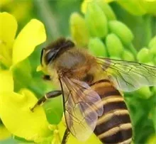 黄成林：蜜蜂酿出致富蜜