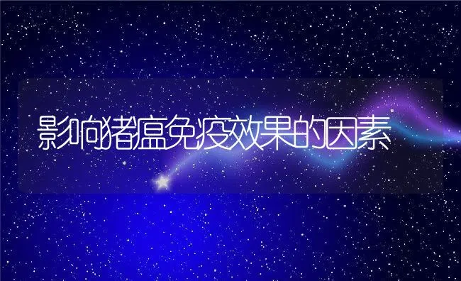 影响猪瘟免疫效果的因素 | 动物养殖学堂