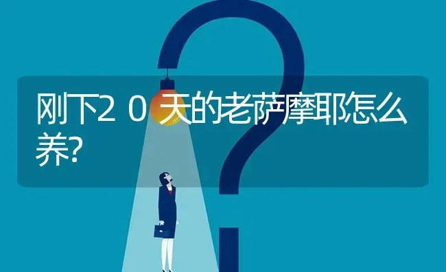 刚下20天的老萨摩耶怎么养？ | 动物养殖问答