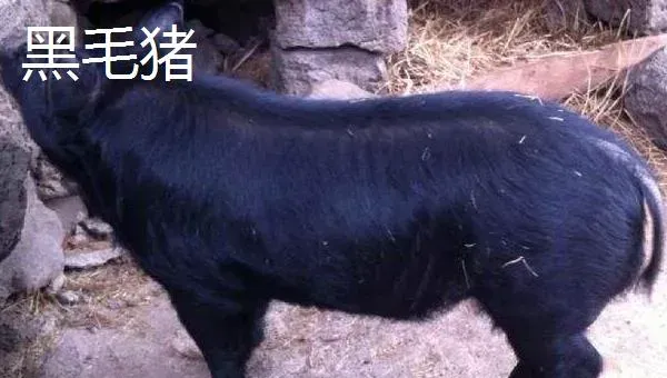 苏太母猪配什么公猪好