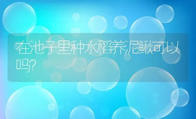 在池子里种水稻养泥鳅可以吗？ | 动物养殖百科