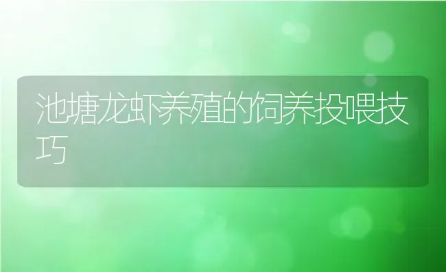 池塘龙虾养殖的饲养投喂技巧 | 动物养殖教程