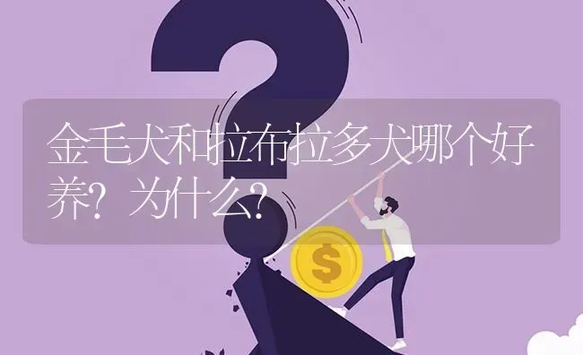 金毛犬和拉布拉多犬哪个好养？为什么？ | 动物养殖问答