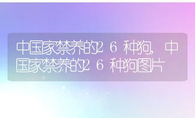 中国家禁养的26种狗,中国家禁养的26种狗图片 | 宠物百科知识