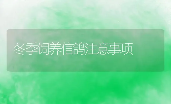 冬季饲养信鸽注意事项 | 动物养殖饲料