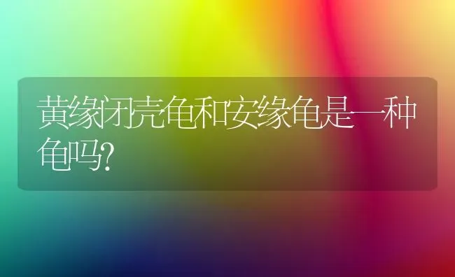 黄缘闭壳龟和安缘龟是一种龟吗？ | 动物养殖问答