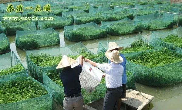 泥鳅常见的生物敌害