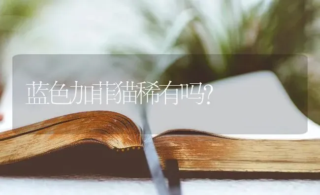 蓝色加菲猫稀有吗？ | 动物养殖问答