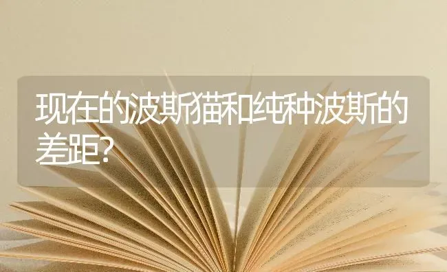 现在的波斯猫和纯种波斯的差距？ | 动物养殖问答