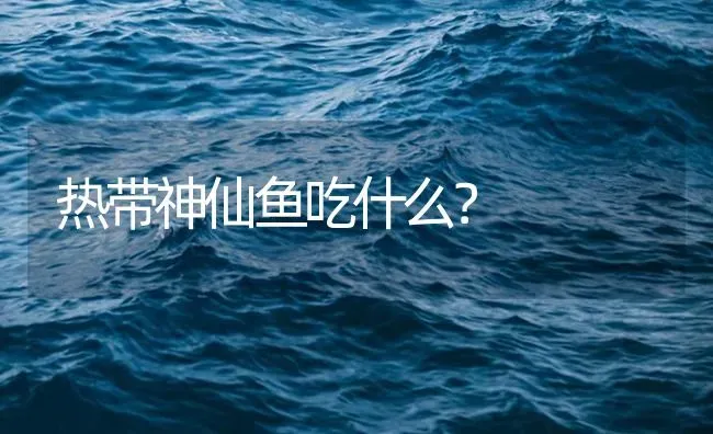 热带神仙鱼吃什么？ | 鱼类宠物饲养