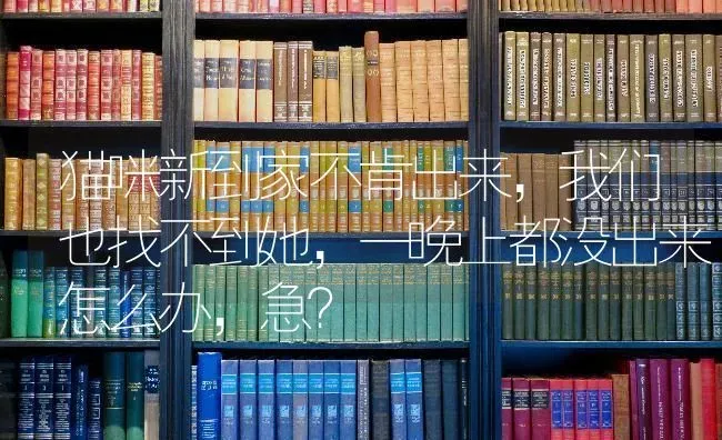 猫咪新到家不肯出来，我们也找不到她，一晚上都没出来怎么办，急？ | 动物养殖问答