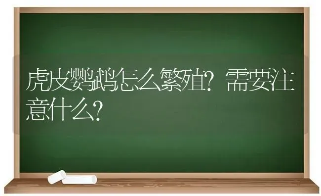 虎皮鹦鹉怎么繁殖?需要注意什么？ | 动物养殖问答