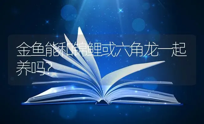 金鱼能和锦鲤或六角龙一起养吗？ | 鱼类宠物饲养