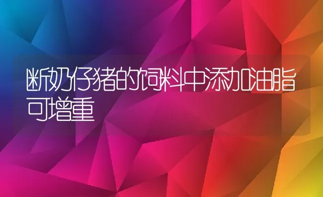 断奶仔猪的饲料中添加油脂可增重 | 动物养殖饲料