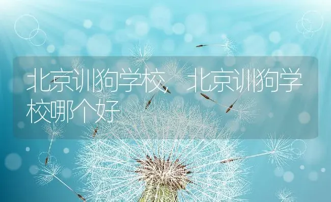 北京训狗学校,北京训狗学校哪个好 | 宠物百科知识