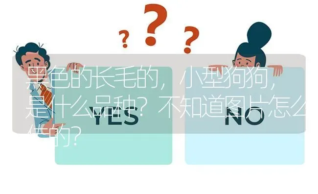 黑色的长毛的，小型狗狗，是什么品种？不知道图片怎么传的？ | 动物养殖问答