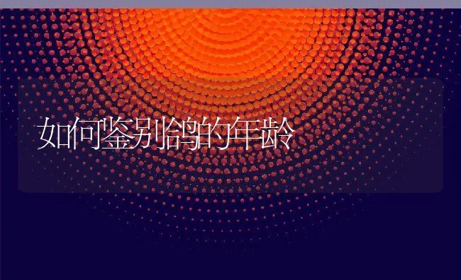 如何鉴别鸽的年龄 | 动物养殖学堂