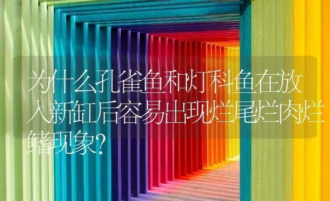 为什么孔雀鱼和灯科鱼在放入新缸后容易出现烂尾烂肉烂鳍现象？ | 鱼类宠物饲养