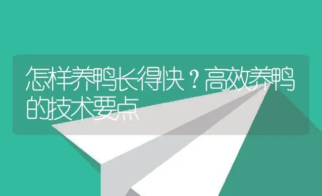 怎样养鸭长得快？高效养鸭的技术要点 | 动物养殖百科