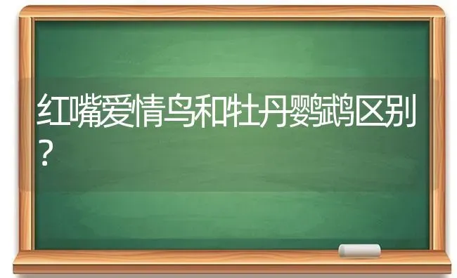 红嘴爱情鸟和牡丹鹦鹉区别？ | 动物养殖问答