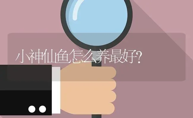 小神仙鱼怎么养最好？ | 鱼类宠物饲养