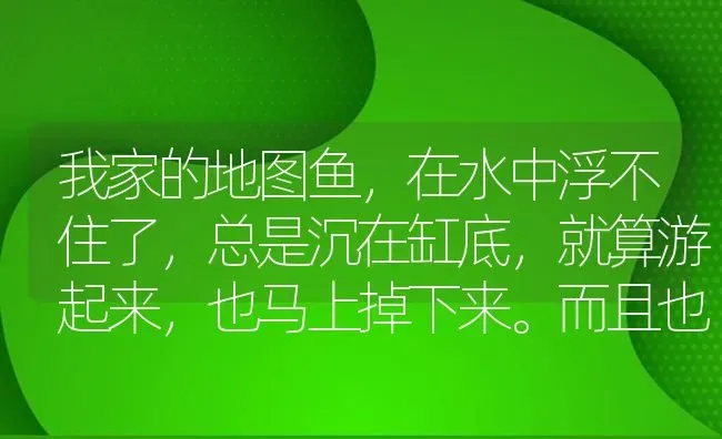 我家的地图鱼，在水中浮不住了，总是沉在缸底，就算游起来，也马上掉下来。而且也不吃东西了。怎么办？ | 鱼类宠物饲养