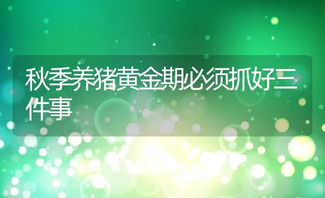 秋季养猪黄金期必须抓好三件事 | 动物养殖饲料