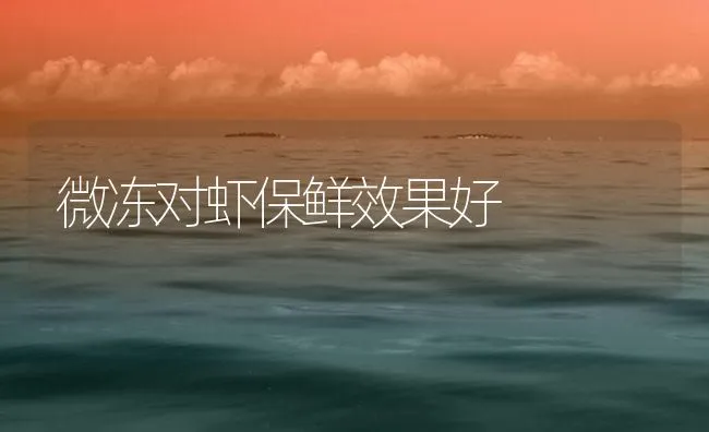 微冻对虾保鲜效果好 | 海水养殖技术