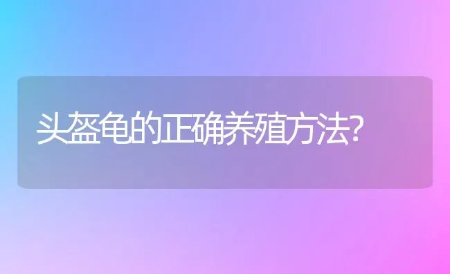 头盔龟的正确养殖方法？ | 动物养殖问答