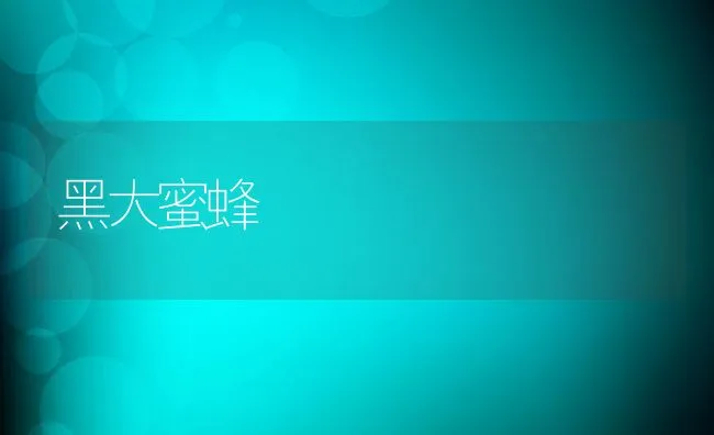 黑大蜜蜂 | 水产养殖知识