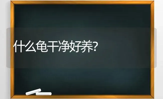 什么龟干净好养？ | 动物养殖问答