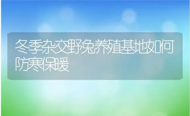 冬季杂交野兔养殖基地如何防寒保暖 | 动物养殖百科