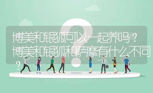 博美和银狐可以一起养吗？博美和银狐和萨摩有什么不同？ | 动物养殖问答