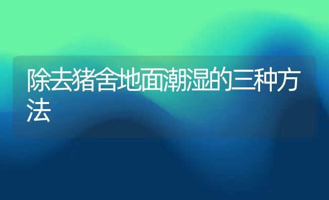 除去猪舍地面潮湿的三种方法 | 动物养殖饲料