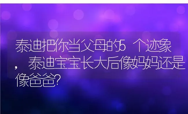 泰迪把你当父母的5个迹象,泰迪宝宝长大后像妈妈还是像爸爸？ | 宠物百科知识