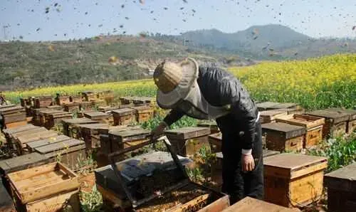 养蜂赚钱吗？养蜂前景及市场价格行情分析