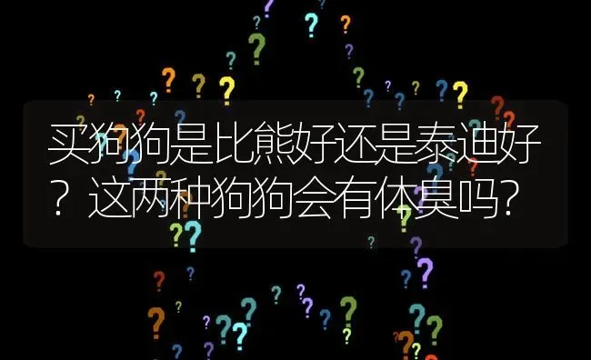 买狗狗是比熊好还是泰迪好？这两种狗狗会有体臭吗？ | 动物养殖问答