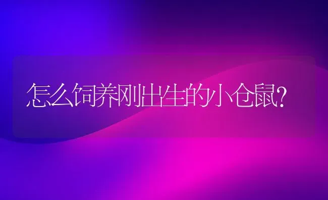 怎么饲养刚出生的小仓鼠？ | 动物养殖问答