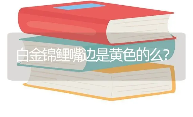 白金锦鲤嘴边是黄色的么？ | 鱼类宠物饲养