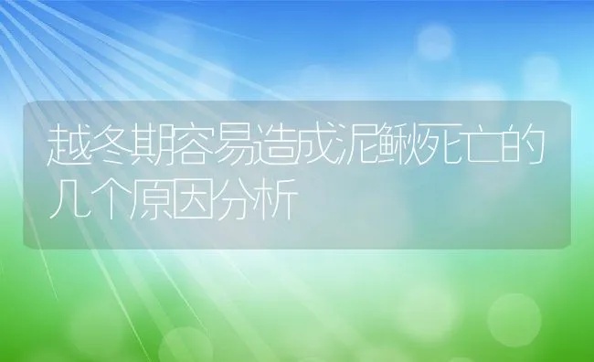 越冬期容易造成泥鳅死亡的几个原因分析 | 动物养殖饲料