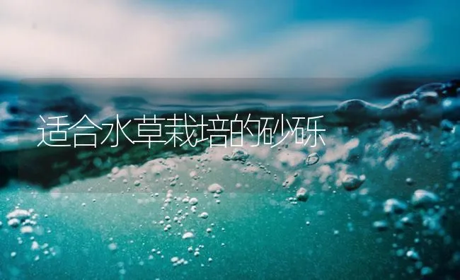 适合水草栽培的砂砾 | 海水养殖技术