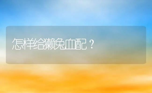 怎样给獭兔血配？ | 动物养殖学堂