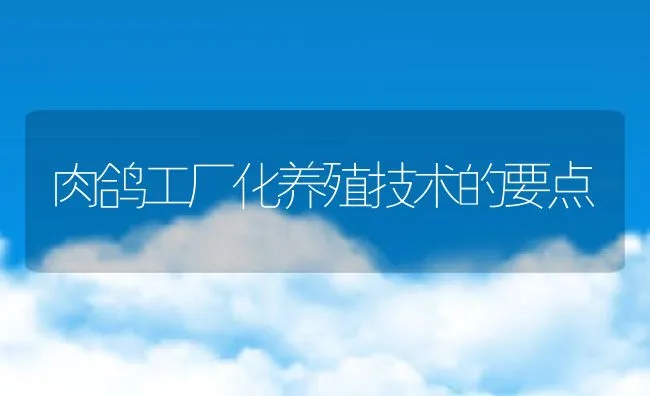 肉鸽工厂化养殖技术的要点 | 水产养殖知识