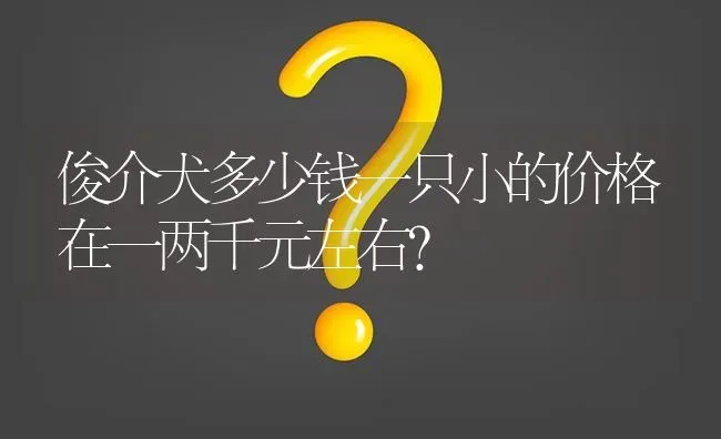 俊介犬多少钱一只小的价格在一两千元左右？ | 动物养殖问答