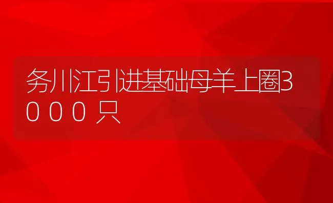 务川江引进基础母羊上圈3000只 | 动物养殖饲料